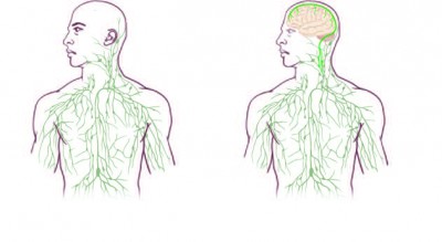 Lymphatic system discovery has implications for Alzheimer's, autism and MS.