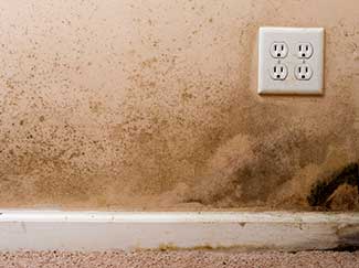 Is Mold Dangerous To Your Health - Exposure Risks & Dangers
