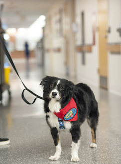 Ollie, therapy dog, visiting patients at UVA Health