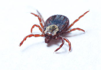 dog ticks don't cause Lyme disease but can give you other tick-borne illness