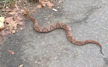 copperhead snake