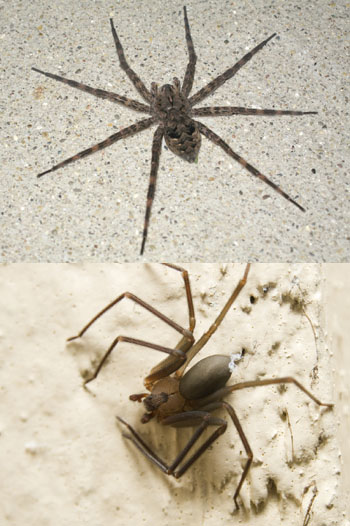 Wolf spider and brown recluse
