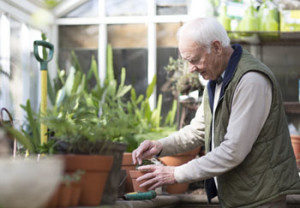 elderly man working in green house