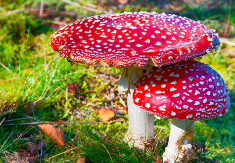 poisonous mushroom types