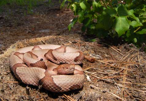 copperhead snake