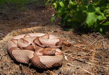 Snake catcher finds poisonous snake under trash bin - Good Morning America