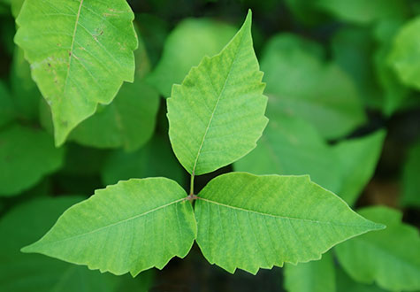 poison ivy plant