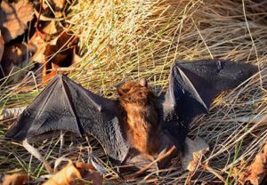 a big brown bat, common in Virginia