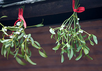 hanging mistletoe, a poisonous holiday plant