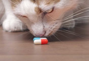 cat sniffing medication on the floor. prevent pet poisoning by picking up meds immediately