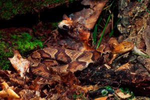 copperhead snake on leaves
