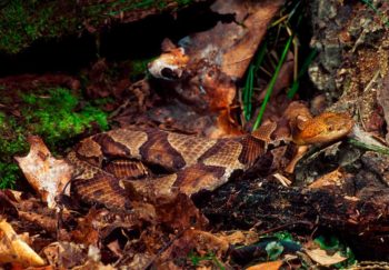 copperhead snake on leaves