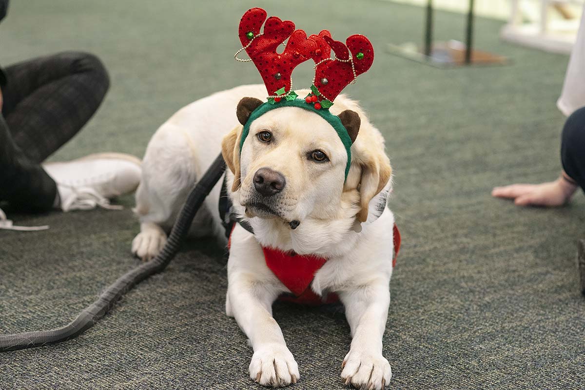 Holiday Stress? These Cute Pups Are the Cure
