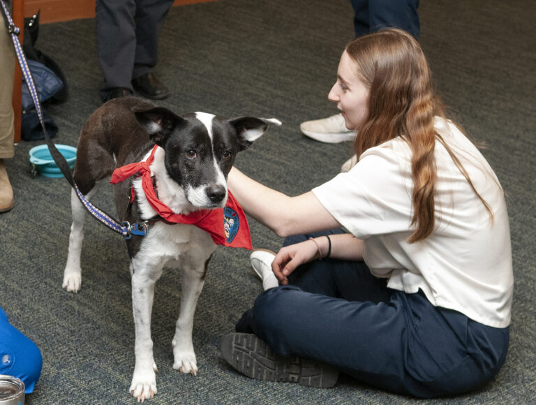 Emotional Support 12 Husky Dog, Epilepsy, Diabetes, Adhd, Anxiety, Special  Needs, Ptsd, Cancer, Grief, Food Allergies, Autism 