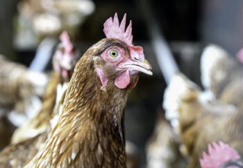 Close up of a commercial layer hen with other chickens out-of-focus in the background with negative space.