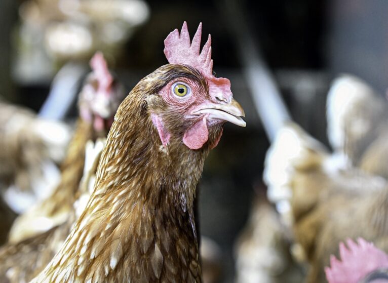 Close up of a commercial layer hen with other chickens out-of-focus in the background with negative space.